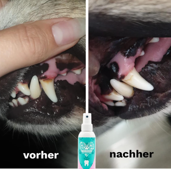 Frischer Atem für Katze und Hund